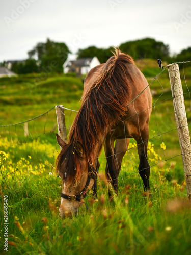 Bild auf Leinwand Brown horse grazes in sunny meadow filled with yellow flowers