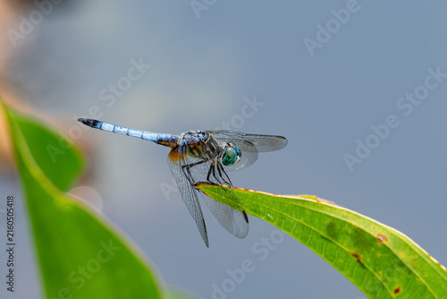 Blue dasher dragonfly perched on a green leaf in a wetland. This dasher is of the skimmer family and is found in a wide variety of habitats in the USA including bogs, marshes and fields. 