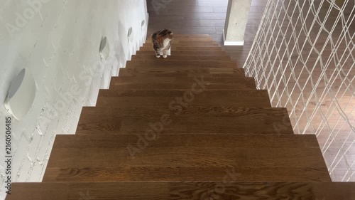 Cat climbing wooden staircase, top view pet scene in home interior