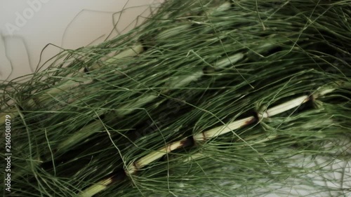 Fresh green horsetail plants. For herbal hair loss treatments, natural cosmetics advertising, alternative medicine tutorials, or educational botany content.
