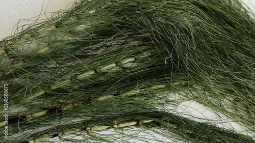 Fresh green horsetail plants. For herbal hair loss treatments, natural cosmetics advertising, alternative medicine tutorials, or educational botany content.