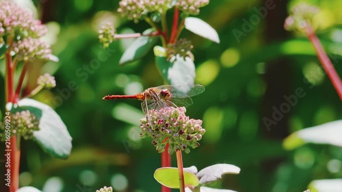 Red dragonfly perched on blooming sedum flower in a sunny summer garden