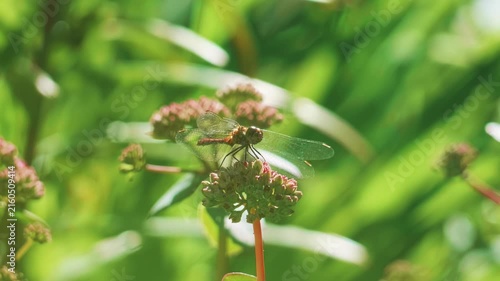 Dragonfly resting on flower bud in sunny garden before flying away