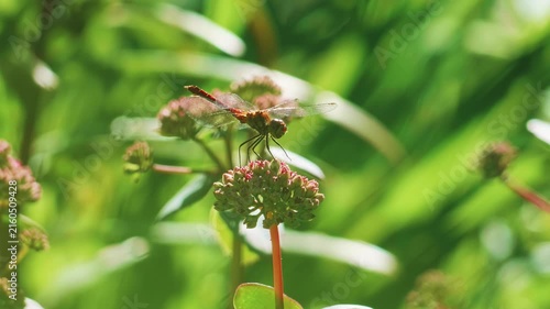 Red dragonfly flying and landing on sedum flower bud in bright sunny garden macro video shot