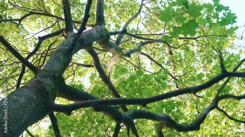 Low Angle View of Green Maple Tree Canopy in Summer Forest, Sunbeams Filtering Through Leaves