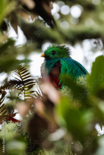 Fotografía Resplendent quetzal perched in the cloud forest of Costa Rica