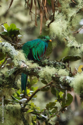 Canvastavla Resplendent quetzal perched in the cloud forest of Costa Rica