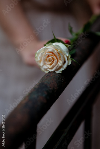 Фотография Single white rose resting on an old dark metal railing