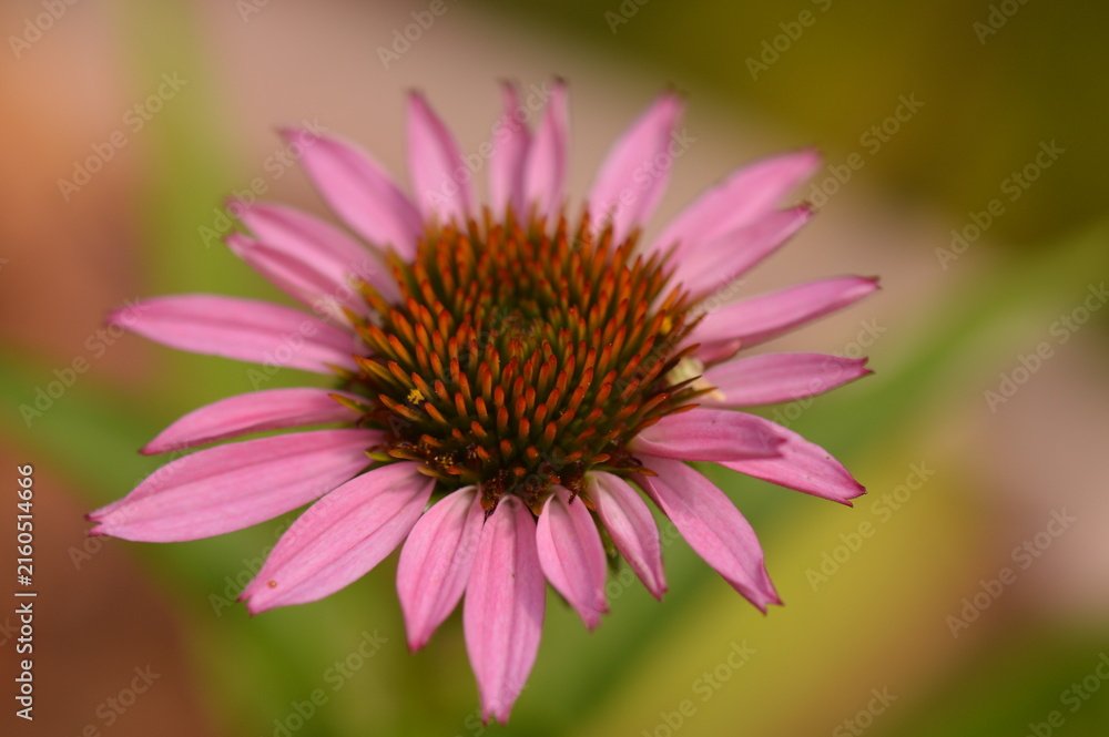 Fototapeta premium Pink Coneflower Blossom Close Up