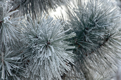 Frosted pine needles winter closeup