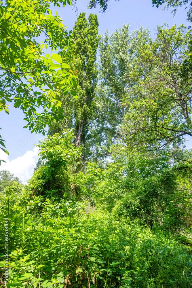 Fototapeta premium Landscape around Pancharevo lake, Bulgaria