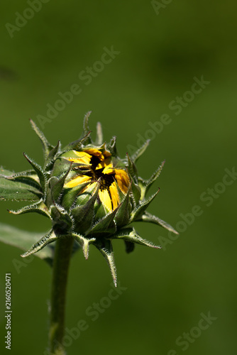 Foto One closeup budding yellow sunflower encased in green leaves against a dark gree