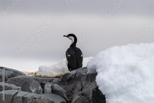 Fotografie Close-up of an Antarctic Shag -Leucocarbo bransfieldensis- standing on a rock, n
