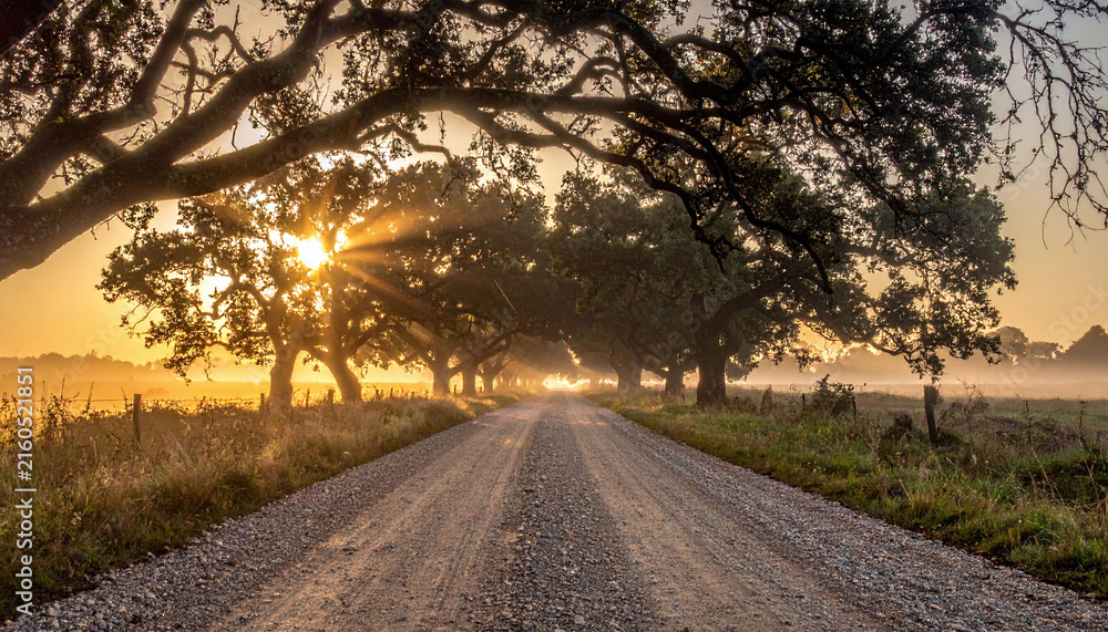 Naklejka premium A serene gravel road winds through ancient oak trees at sunrise, where golden light pierces the mist. This peaceful, atmospheric landscape scene with nobody evokes hope, inspiration, and travel.