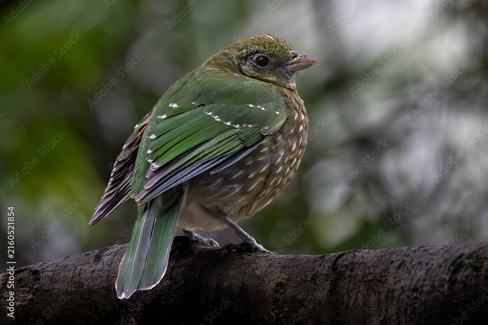 Obraz premium Australian Green Catbird perched on rainforest log