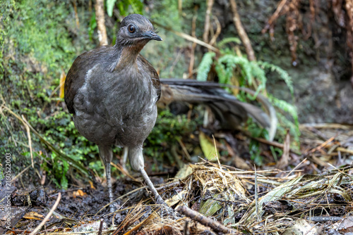 Close up of Australian Superb Lyrebird