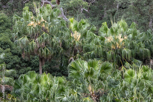 Cabbage Tree Palms in flower; Royal National Park Sydney Australia