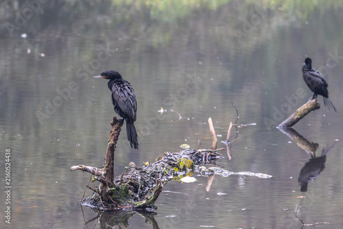 Fotografie Two neotropic cormorants (Nannopterum brasilianum) on logs over the lake