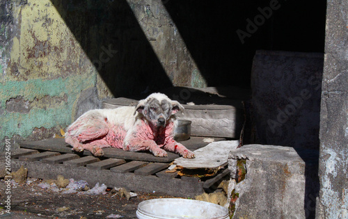 Sick Homeless Stray Dog Suffering from Severe Mange Resting outdoors