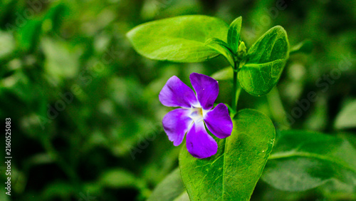 Vibrant Purple Periwinkle Flower Blooming Against Fresh Green Leaves in Garden