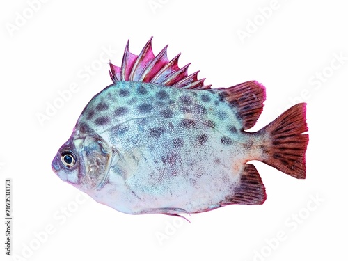 Spotted scat fish ( Scatophagus argus ) isolated on a white background.