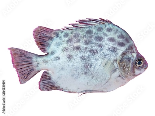 Spotted scat fish isolated on a white background.
