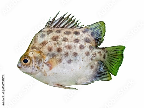 Spotted scat fish isolated on a white background.