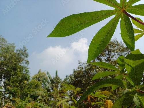 Fotografie Large vibrant green palmate leaves positioned in foreground against bright blue sky and distant forest trees