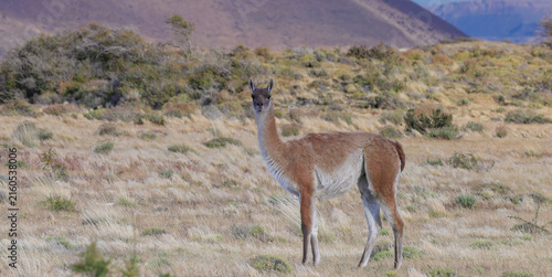 фотографія a guanaco looking at the camera at torres del paine national park in patagonia,