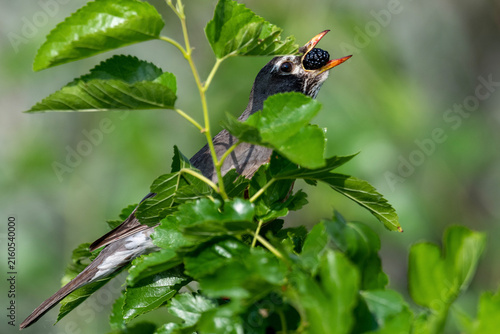 American robin eating mulberry in green foliage