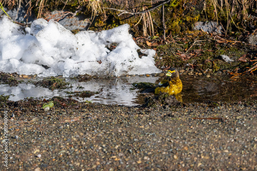 Evening grosbeak bathing in snowmelt pool