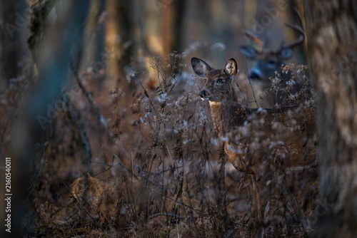 Whitetail deer doe alert in autumn brush with buck in background