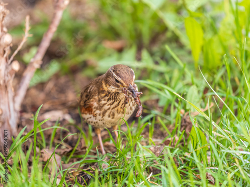 Foto Wood bird Redwing, Turdus iliacus, on a sprng lawn.