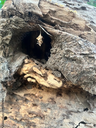 Bild auf Leinwand A cocoon old tree trunk