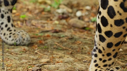 Powerful jaguar paw walking in the wild