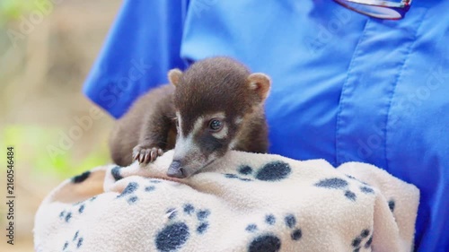 Veterinarian holding adorable baby coati cub