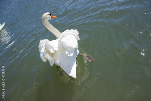 Foto This spectacular dynamic photo captures a large mute swan actively moving on a greenish river surface during a bright sunny day