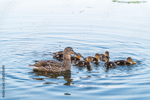 A family of ducks, a duck and its little ducklings are swimming in the water. The duck takes care of its newborn ducklings. Mallard, lat. Anas platyrhynchos