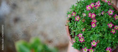 Принти на полотні Pink saxifrage flowers blooming in a flower pot with copy space