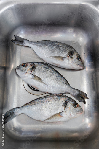 Group of raw dorado fish in a stainless steel kitchen sink, fresh seafood ingredient for home cooking.