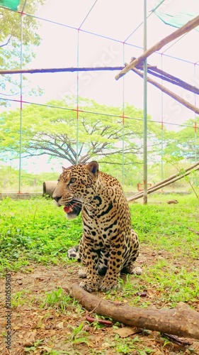 Captive jaguar panting and resting in an enclosure