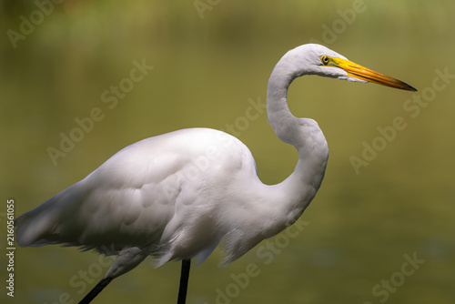 Quadro su tela Great egret in partial shadow walking on the lakeshore.