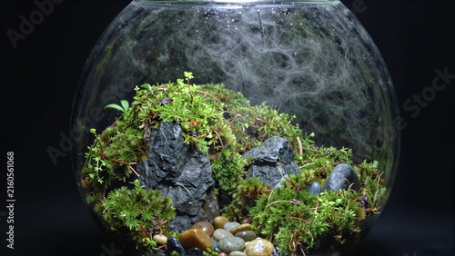 Glass bowl terrarium with moss, stones, and tiny plants against a dark background.