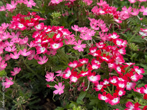 Pink and red verbena flowers blooming in Schleswig-Holstein