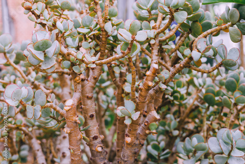 Succulent with branching pale stems