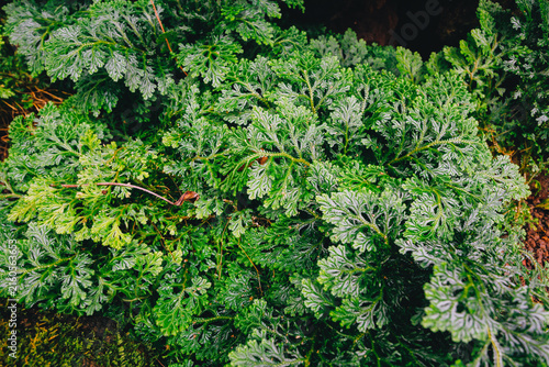 Small ornamental leaves on soil surface