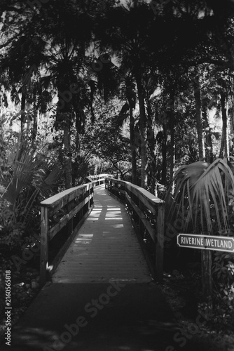 riverine wetland boardwalk in black and white