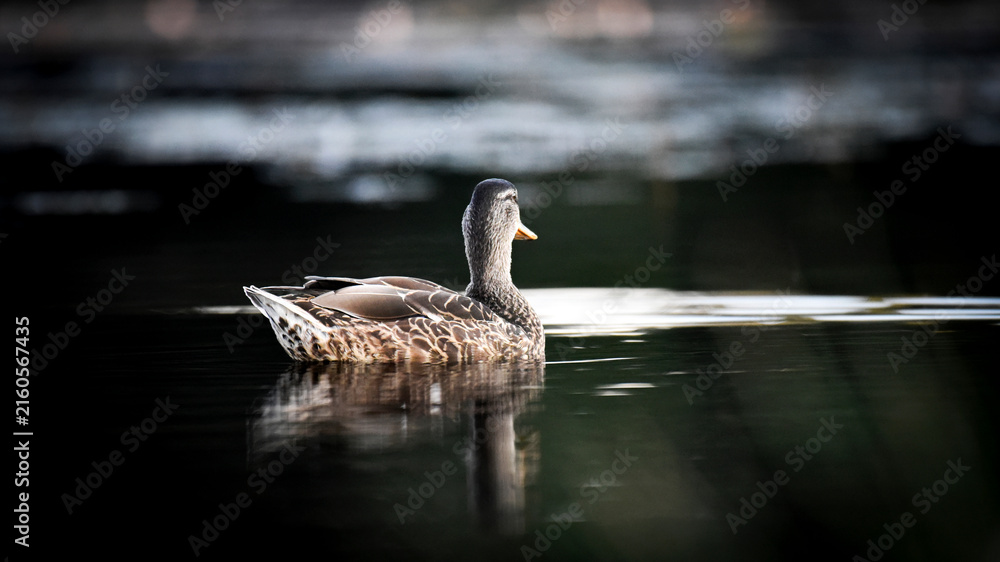 Fototapeta premium Female mallard duck swimming in a lake