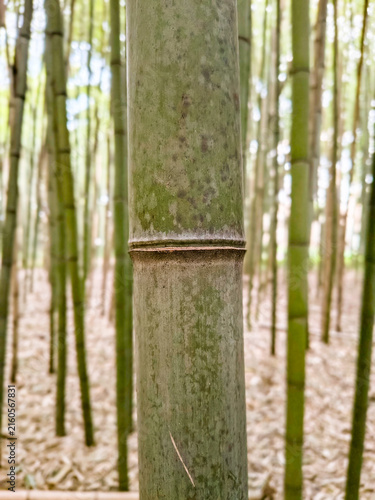 A closeup of a green bamboo stalk in a serene forest. This tranquil nature scene with nobody evokes peace and zenlike mindfulness, perfect for wellness and ecofriendly concepts.