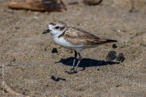 Canvas Print Plovers at the beach